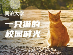 同济大学：一只猫的校园时光