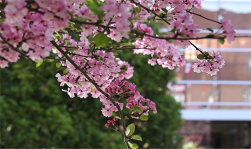 <ucollege class='u-self' data-code='10417'>昆明医科大学</ucollege>.png