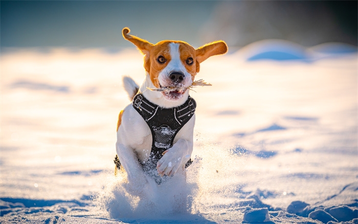 摄图网_307252651_Beagle狗在Sunny冰冷的一天在冬季田里跑步玩耍警犬背景（企业商用）.jpg