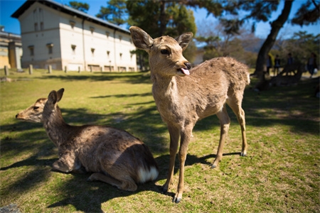 摄图网_500351519_京都奈良的小鹿（企业商用）.jpg